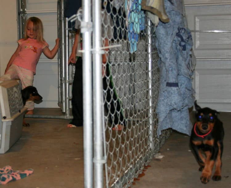 black female dobe pup