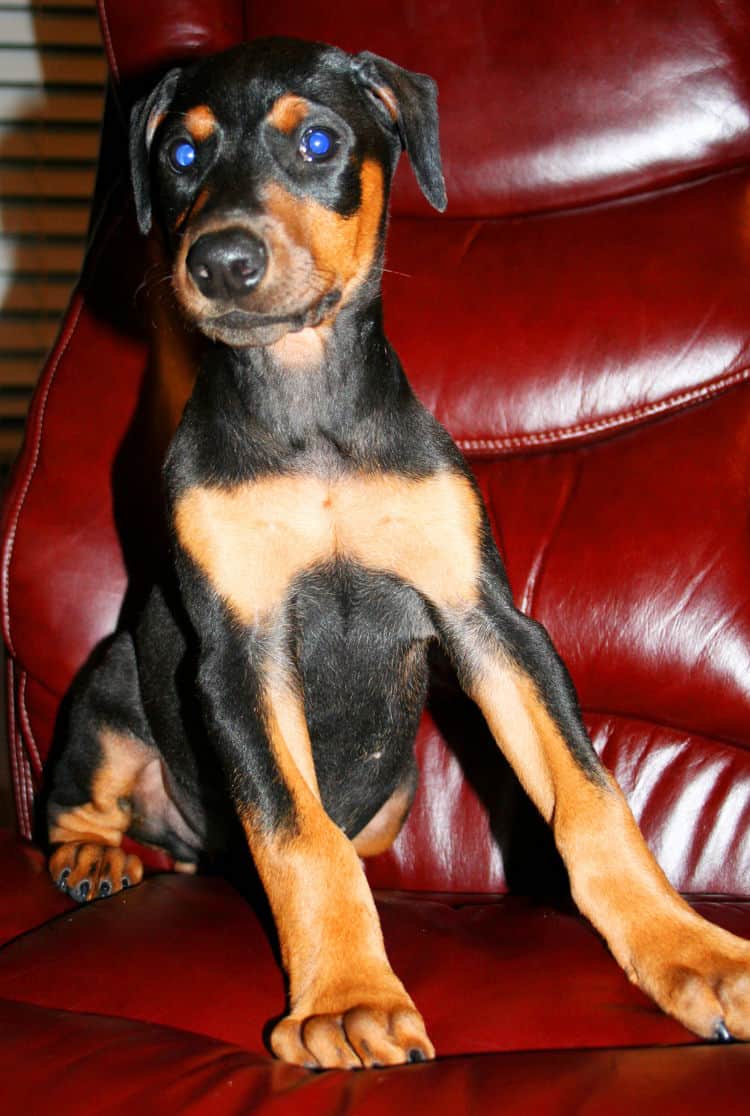 black male dobe pup