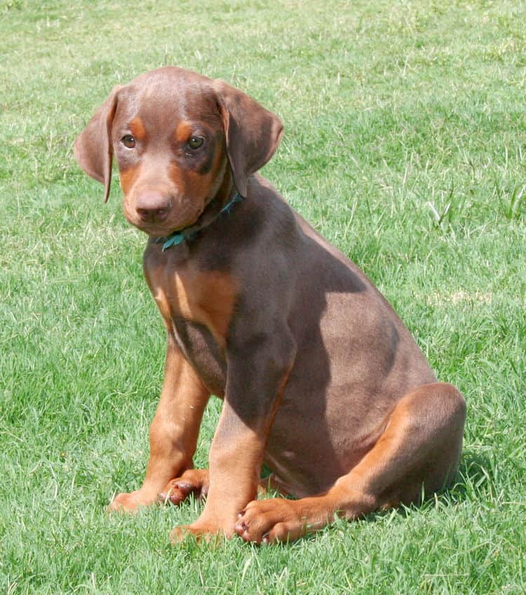 red female dobe pup