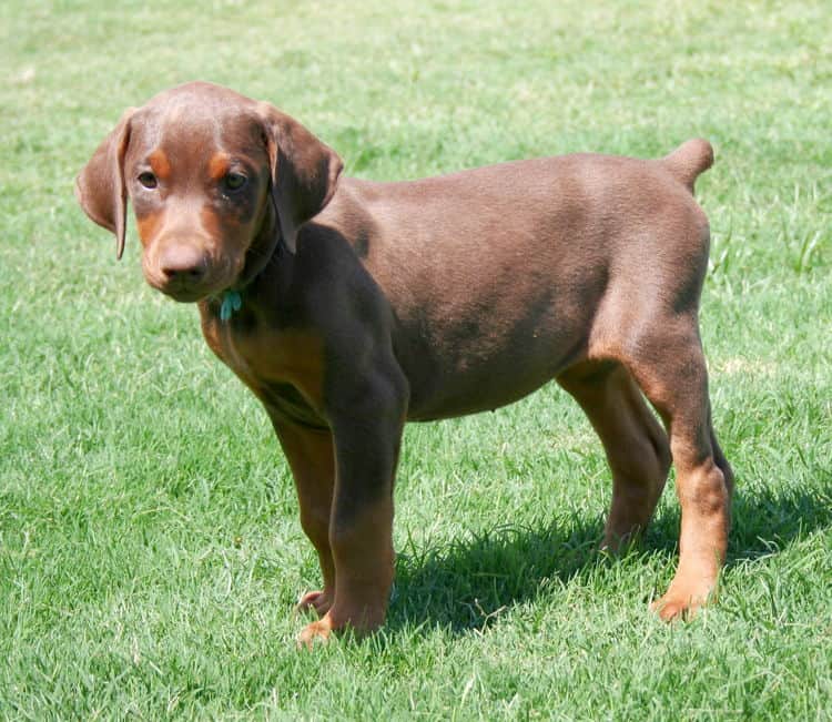 red female dobe pup