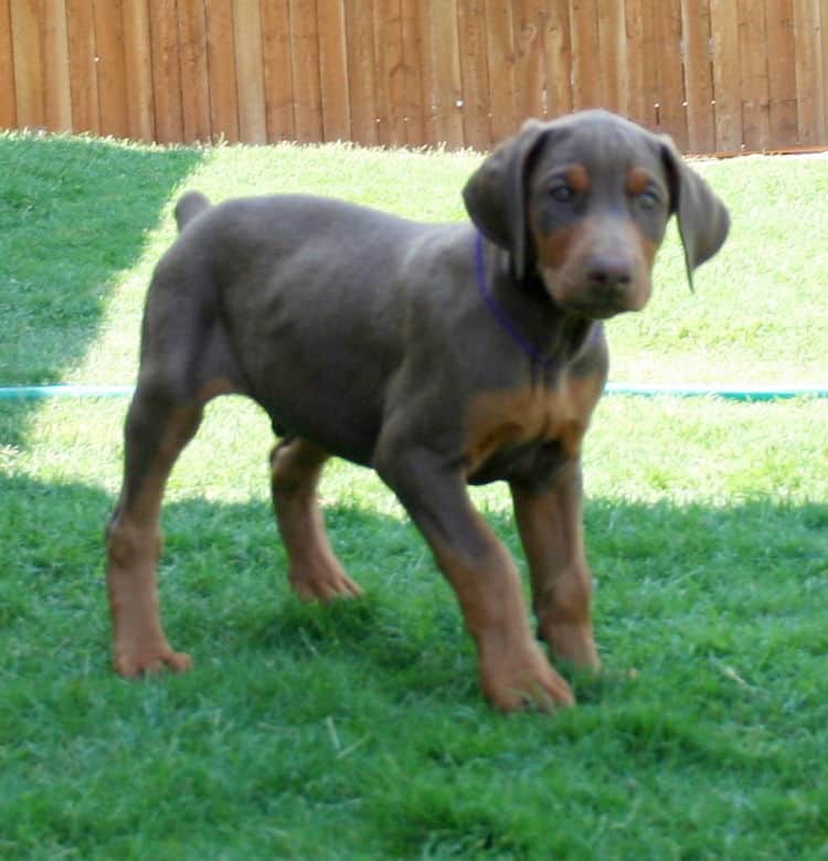 red male dobe pup