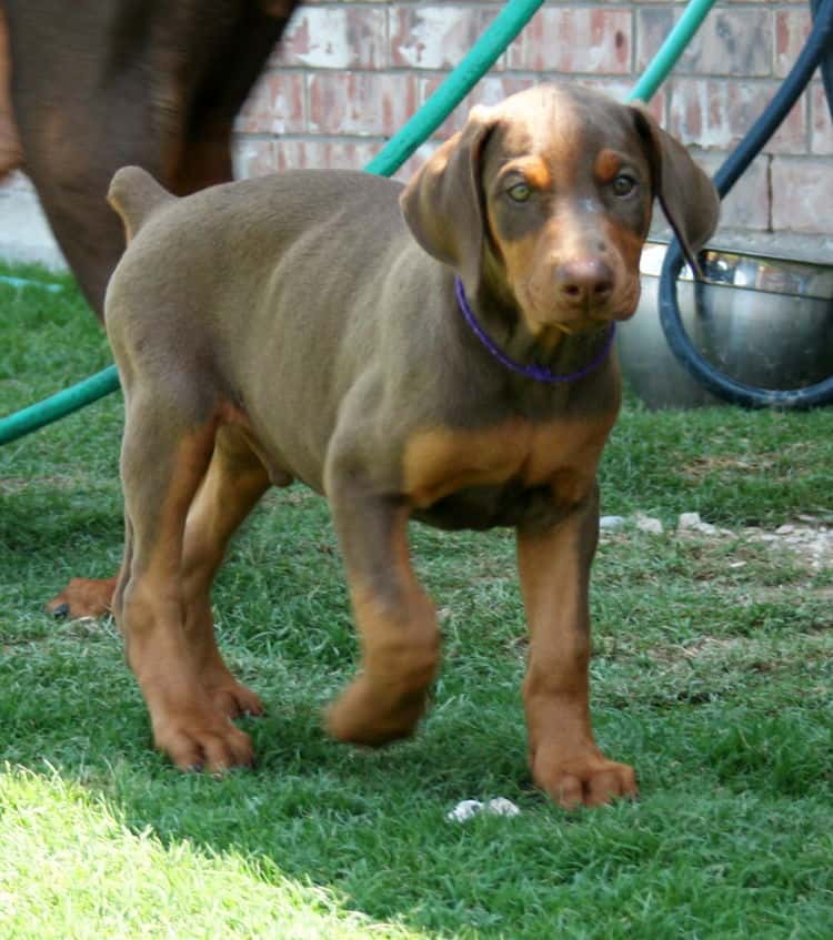 red male dobe pup