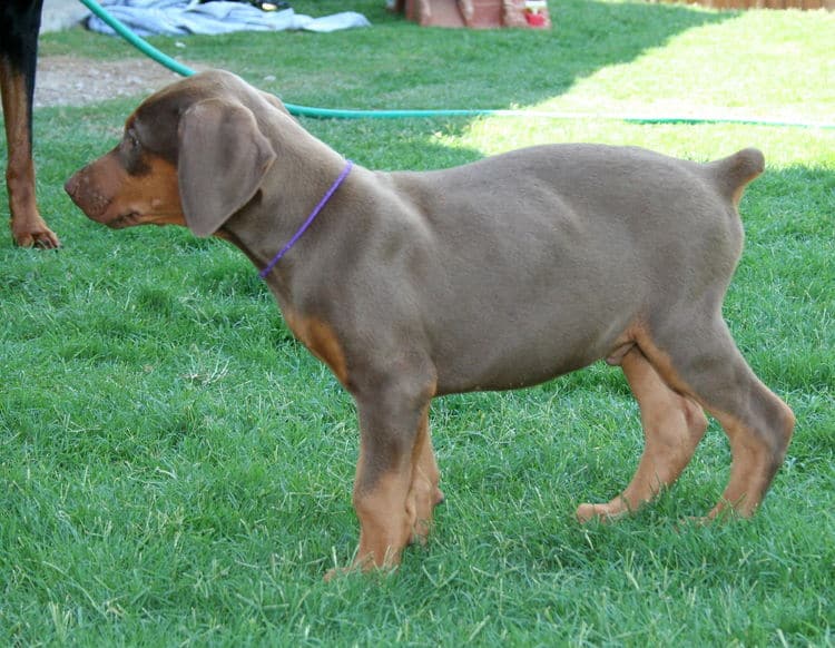 red male dobe pup