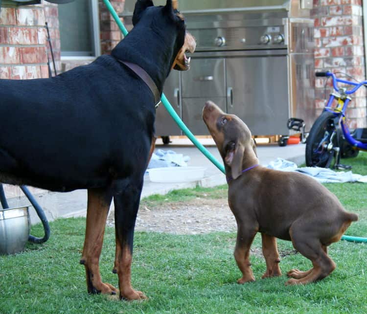 red male dobe pup