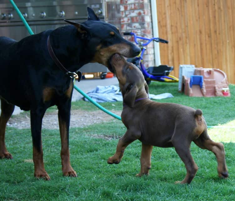 red male dobe pup