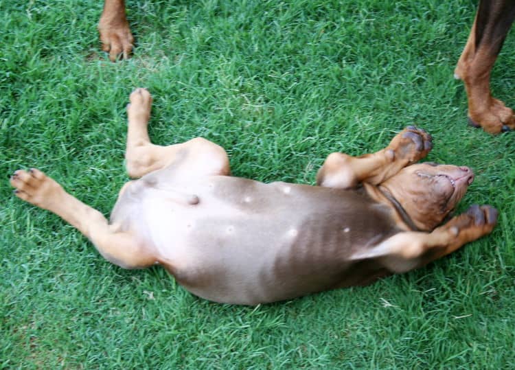 red male dobe pup