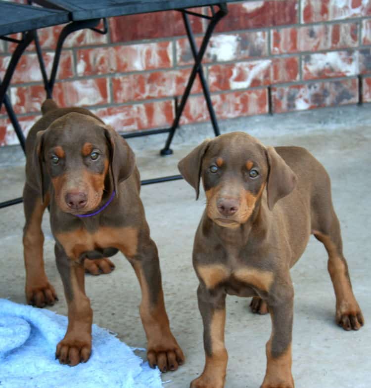 red male dobe pup