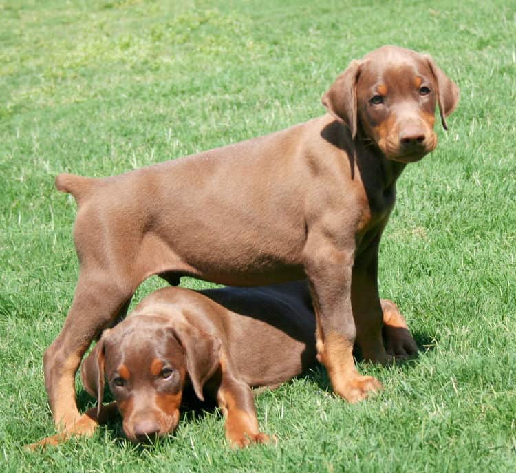 red male dobe pup