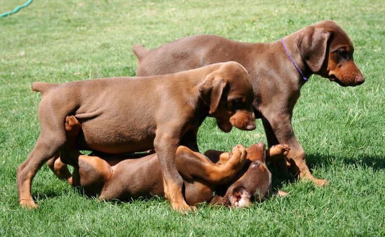 red male dobe pup