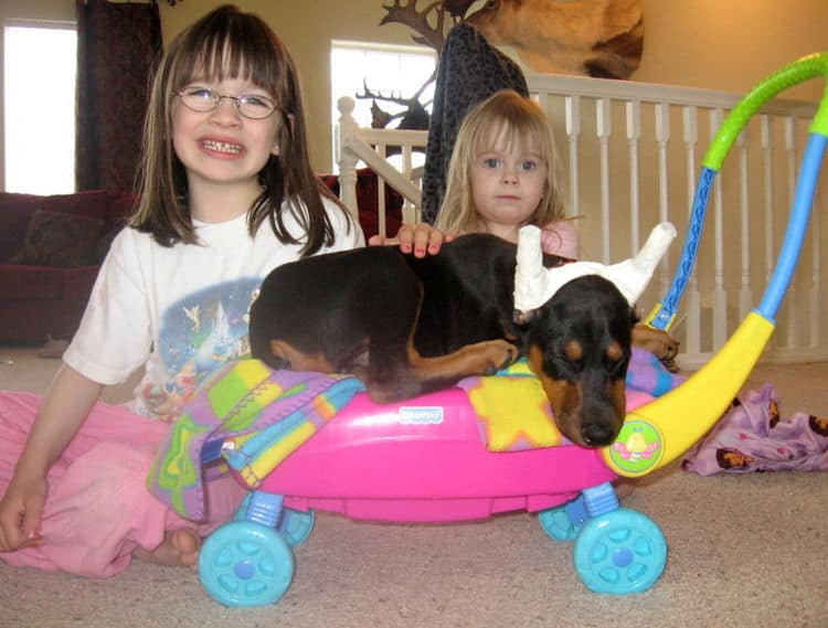 black male dobe pup home with children