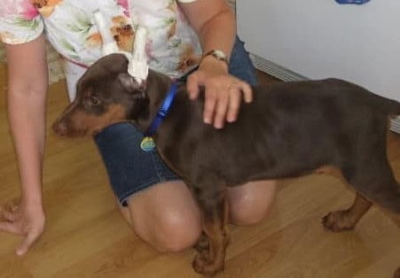 red male dobe pup