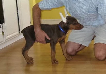 red male dobe pup