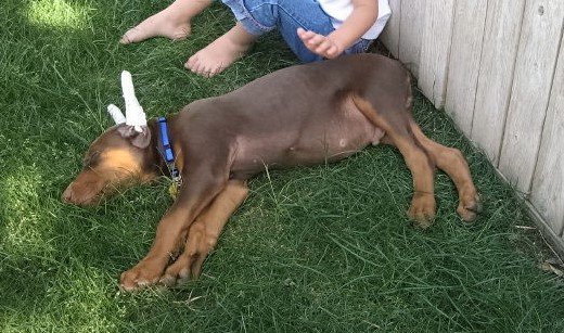 red male dobe pup