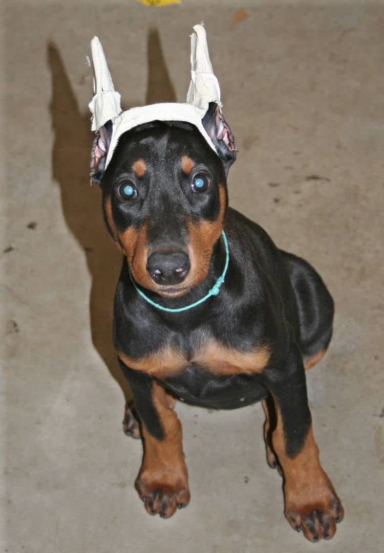 doberman female pup with crop ears crown