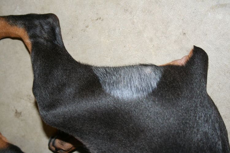doberman female pup natural ears