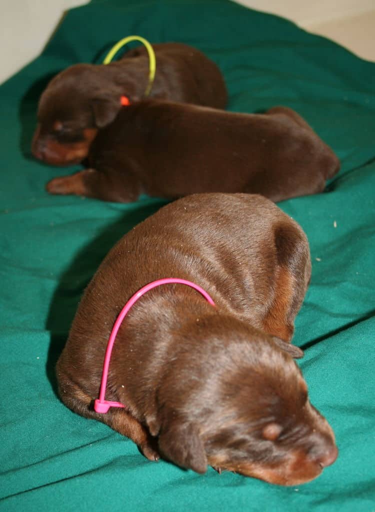 week old doberman pups red and rust colored