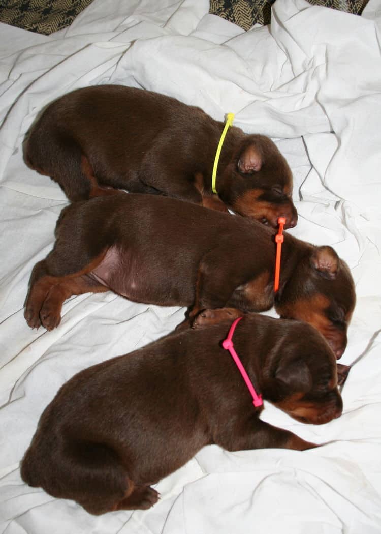 week old doberman pups red and rust colored