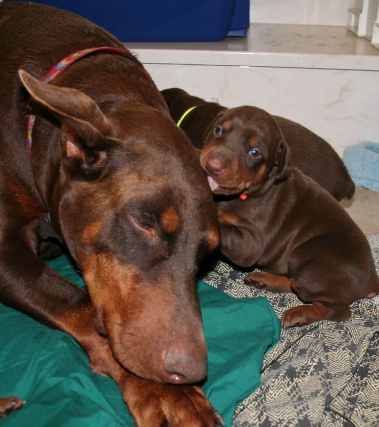 3 week old red and rust doberman pups