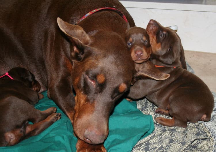 3 week old red and rust doberman pups