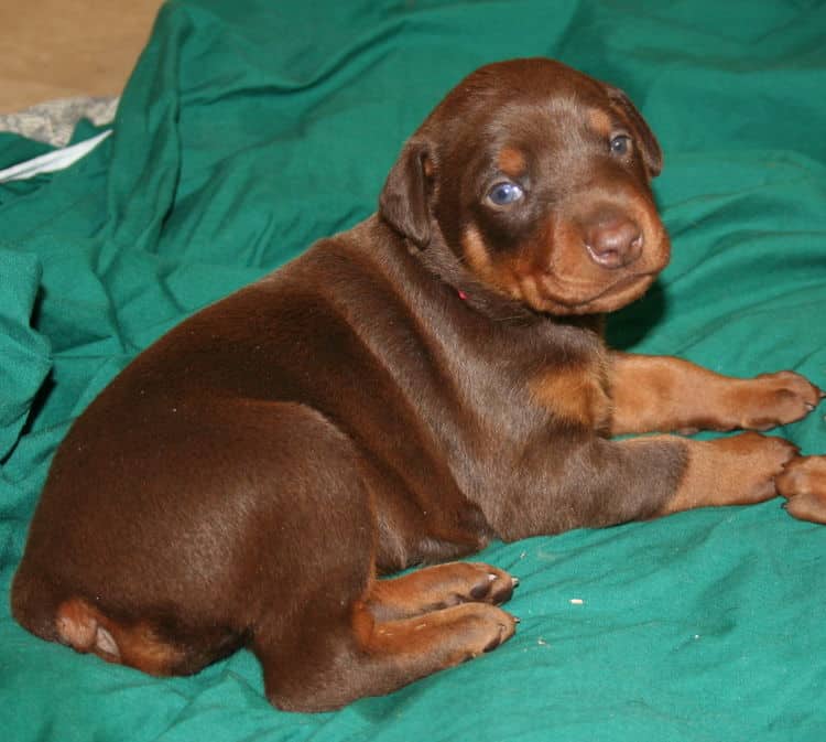 batth time for 3 week old red and rust doberman pups