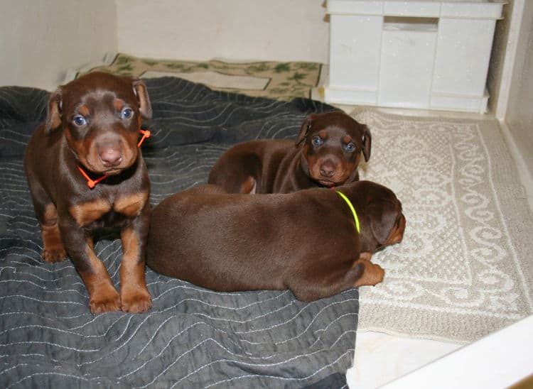 4 week old red and rust doberman pups