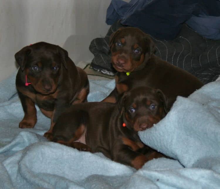 4 week old red and rust doberman pups