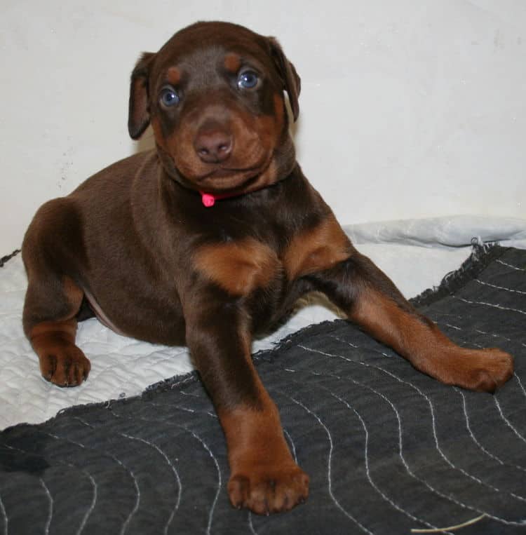 red female dobe pup playing