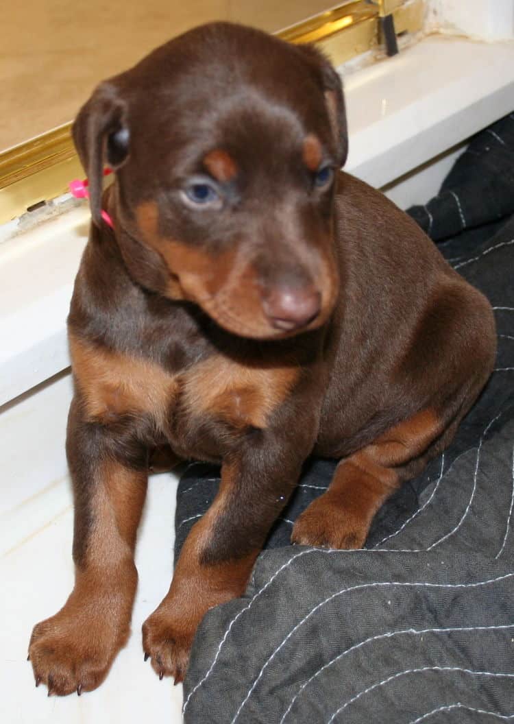 red female dobe pup playing