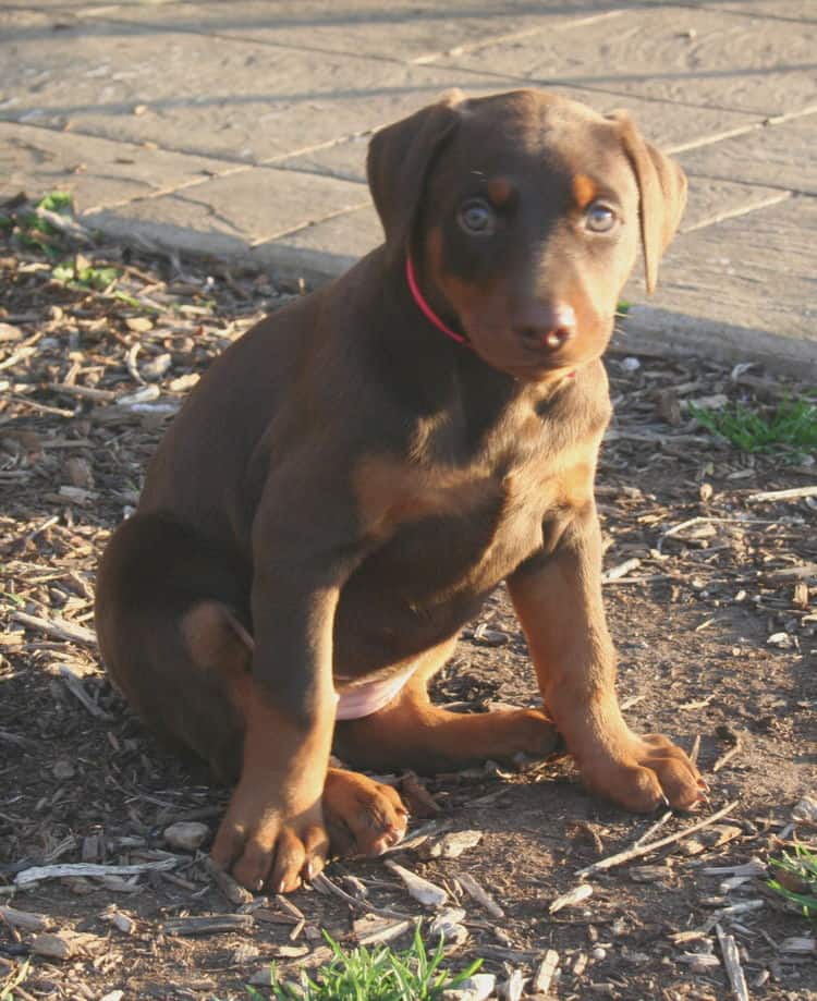 red and rust dobie pup playing