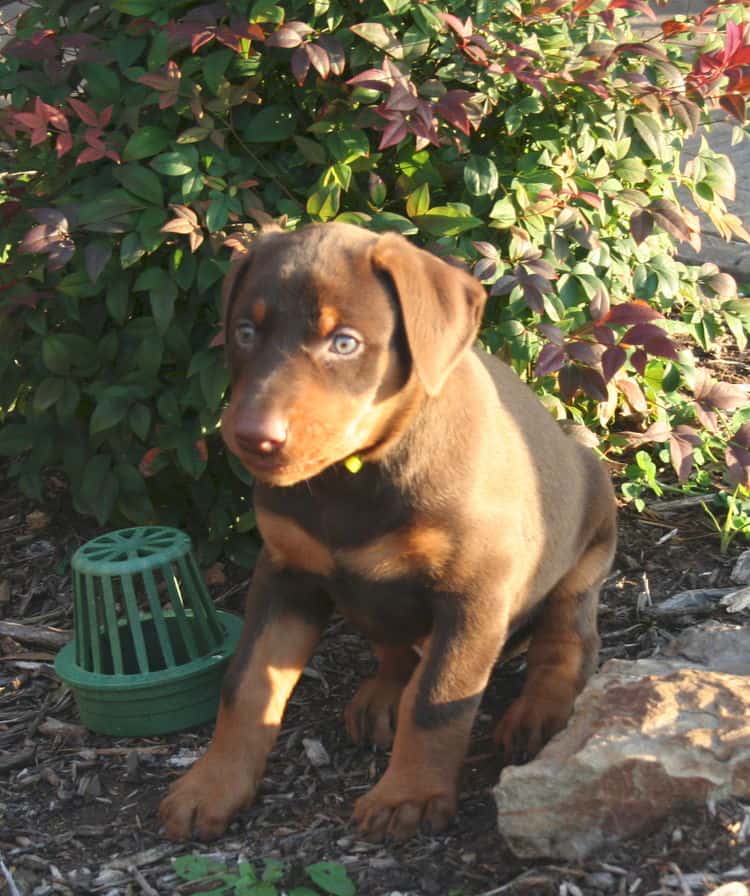 red and rust dobie pup playing