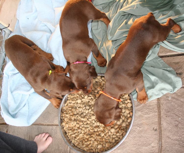 young doberman puppies eating food for first time