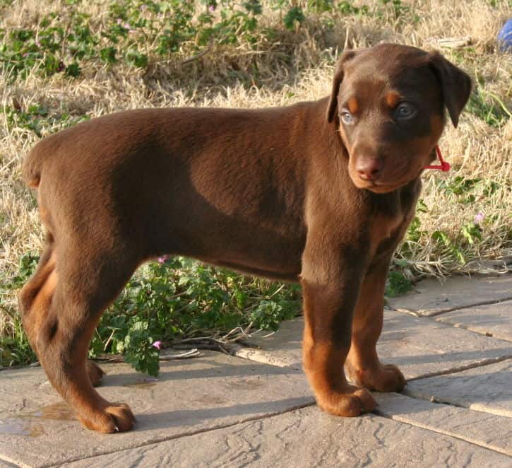 red female dobe pup playing outside