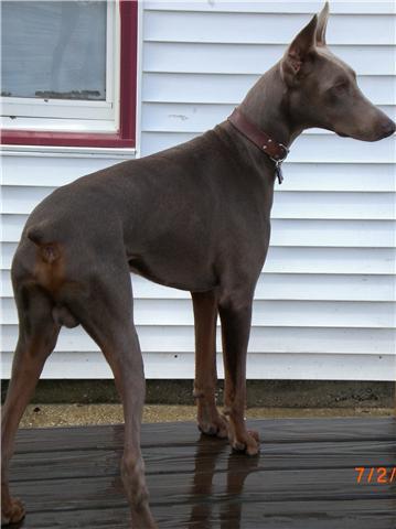 fawn and rust father of litter