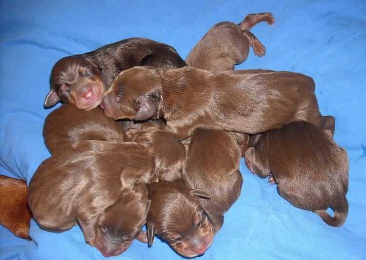 1 day old doberman puppies red and rust