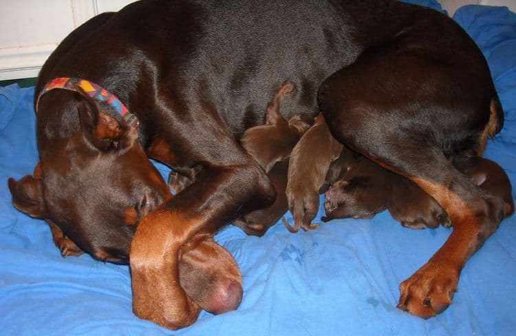 1 day old doberman puppies red and rust