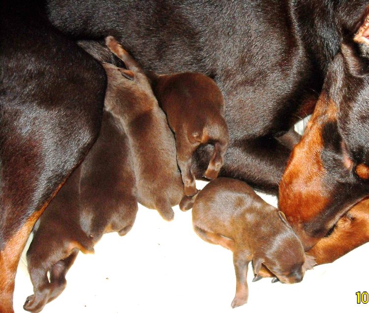 days old doberman puppies red and rust