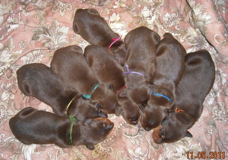 1 week old doberman puppies red and rust
