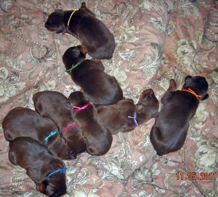 1 week old doberman puppies red and rust