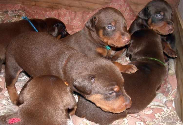 2 week old doberman puppies red and rust