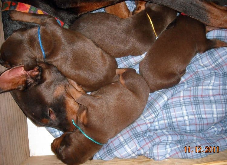 2 week old doberman puppies red and rust