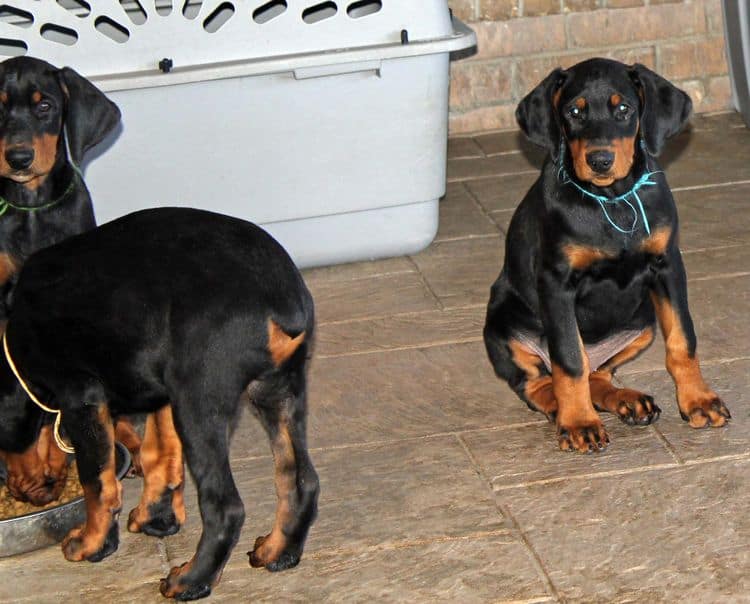 black and rust doberman puppies playing