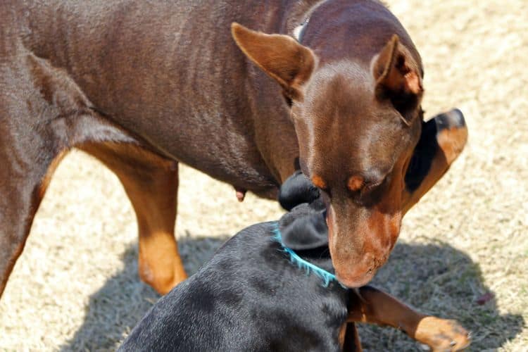 black and rust doberman puppies playing