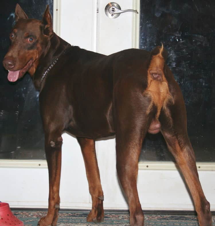 red and rust male doberman sire