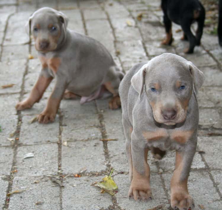 doberman puppy fawns