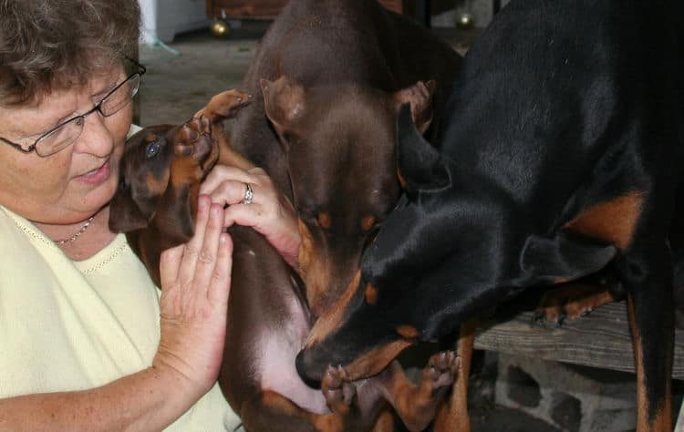 Doberman puppies