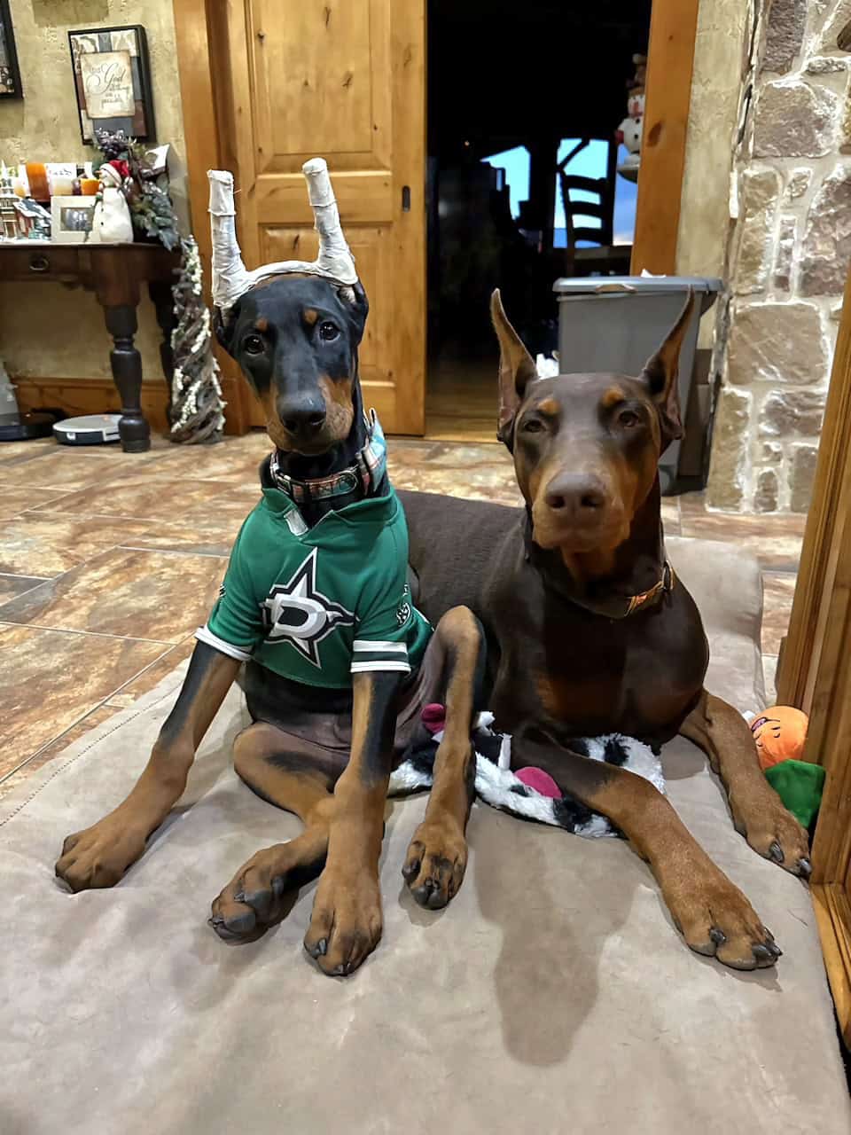 Black rust male doberman puppy with red rust female mother doberman