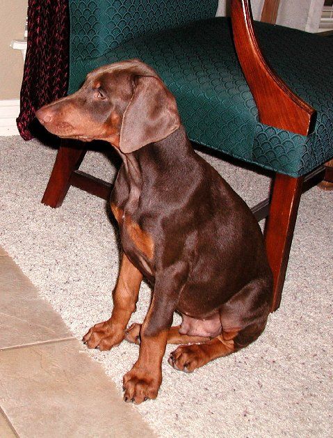 Dobie pup