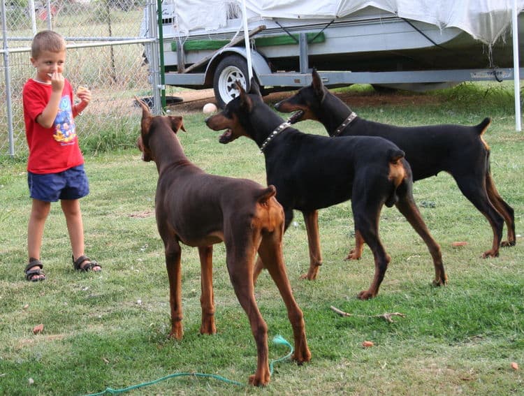 Garrett child with Pat George's Dobes