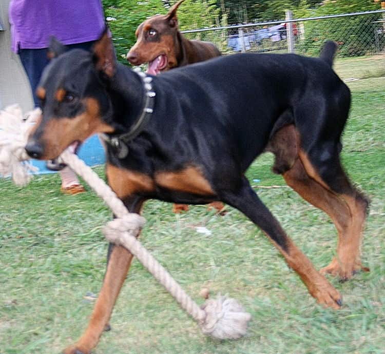 Doberman sire