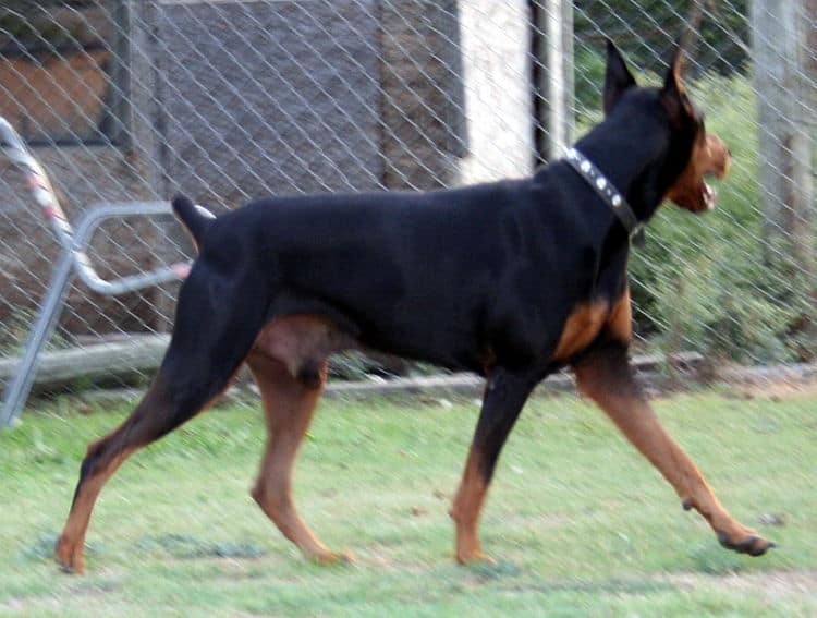 Doberman sire